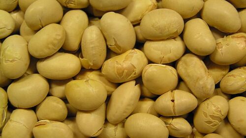 Россия в июле нарастила поставки сои в США