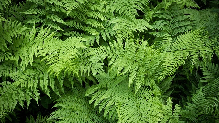 Ученые раскрыли секрет папоротников  